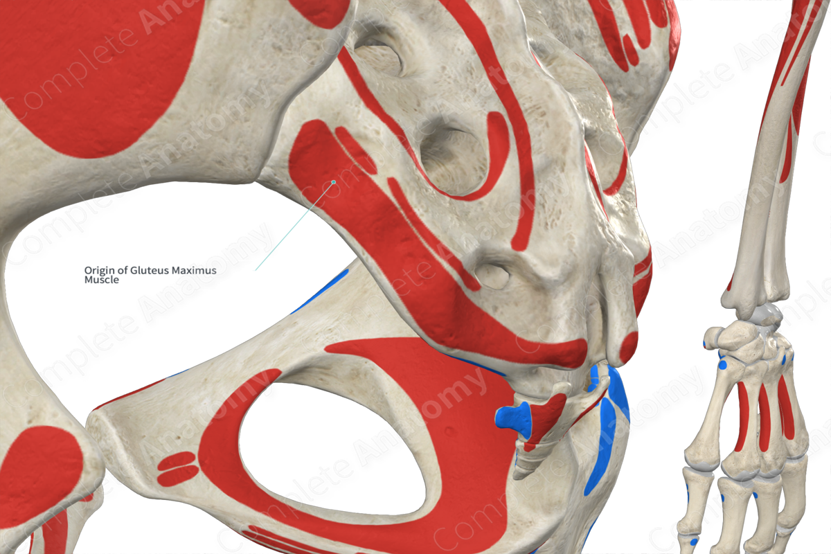 The Gluteus Maximus