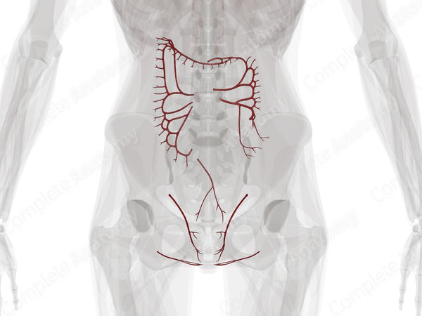 Arteries of Large Intestine
