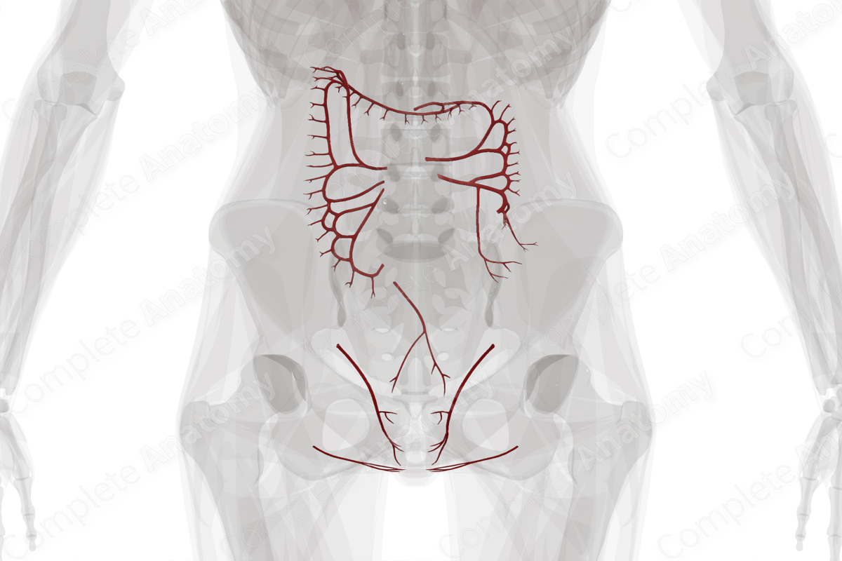 Arteries of Large Intestine