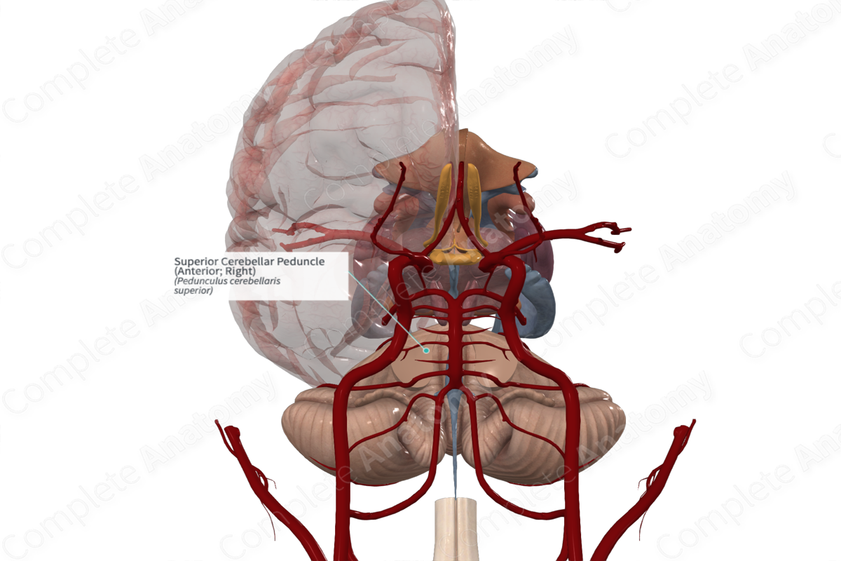 Superior Cerebellar Peduncle (Anterior; Right)