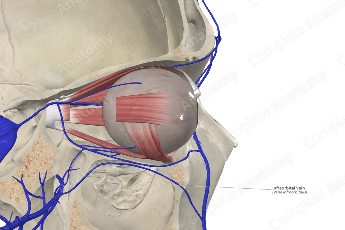 Infraorbital Vein Complete Anatomy