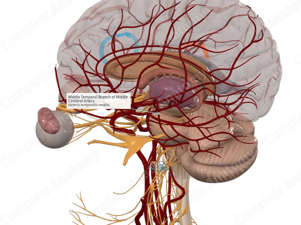Middle Temporal Branch of Middle Cerebral Artery 