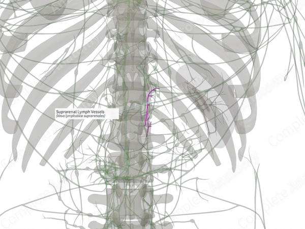 Suprarenal Lymph Vessels (Left)