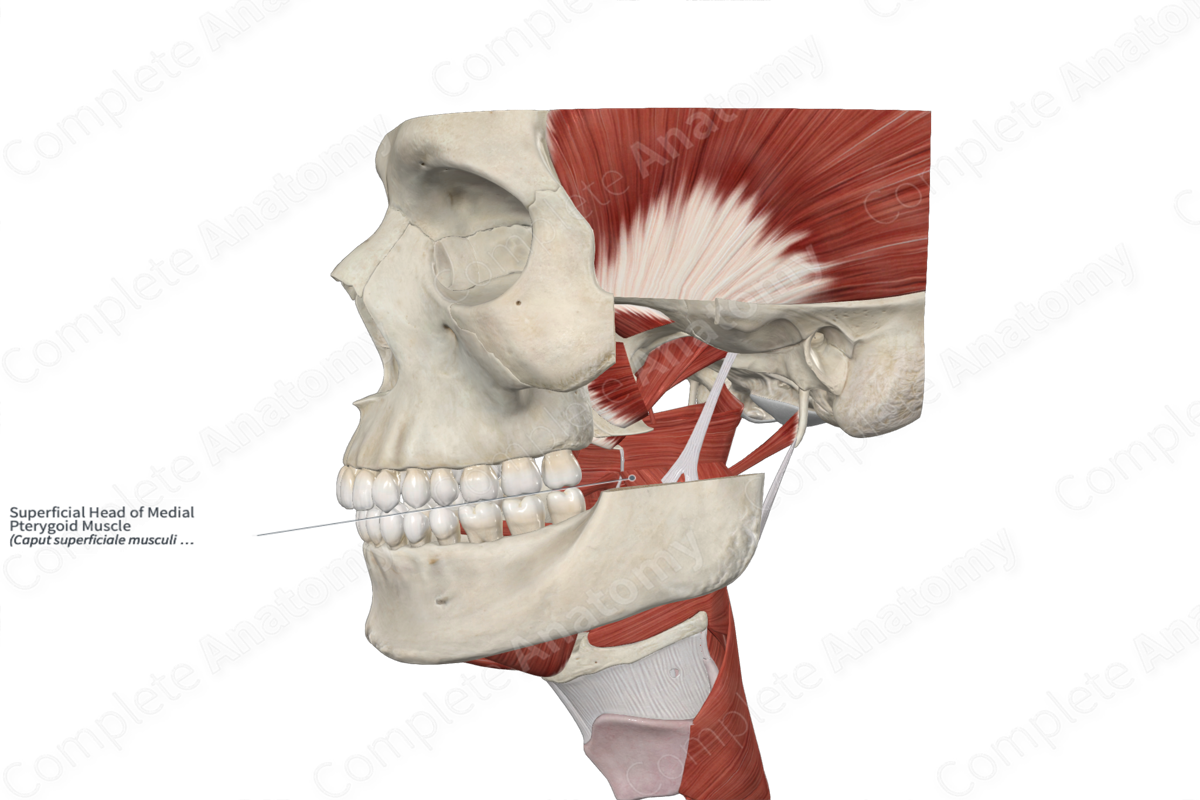 Superficial Head of Medial Pterygoid Muscle 