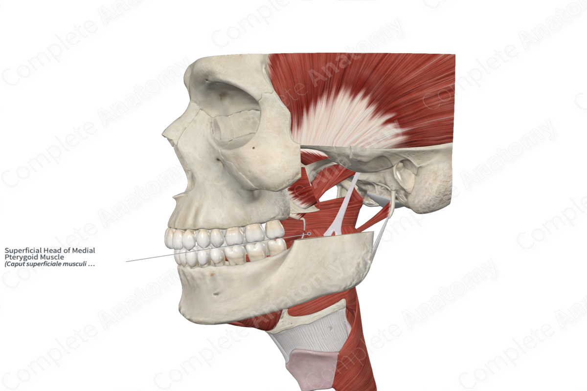 Superficial Head of Medial Pterygoid Muscle | Complete Anatomy