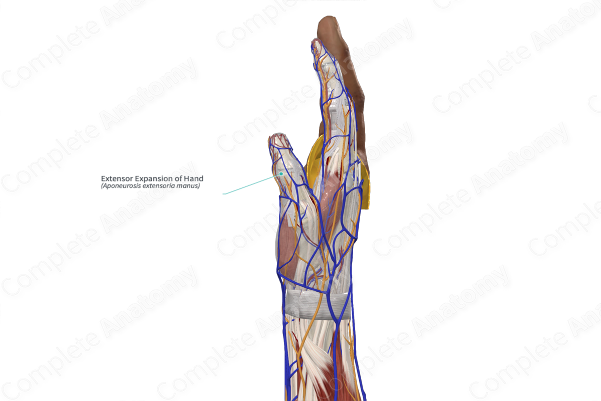 Extensor Expansion of Hand 