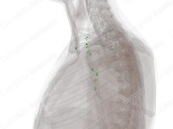 Deep Axillary Nodes (Left)