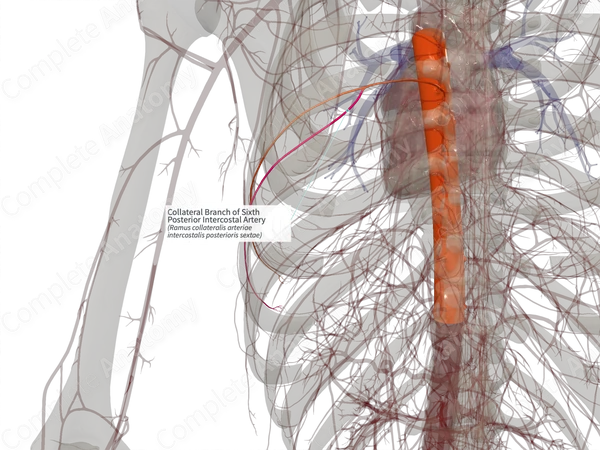 Collateral Branch of Sixth Posterior Intercostal Artery (Right)
