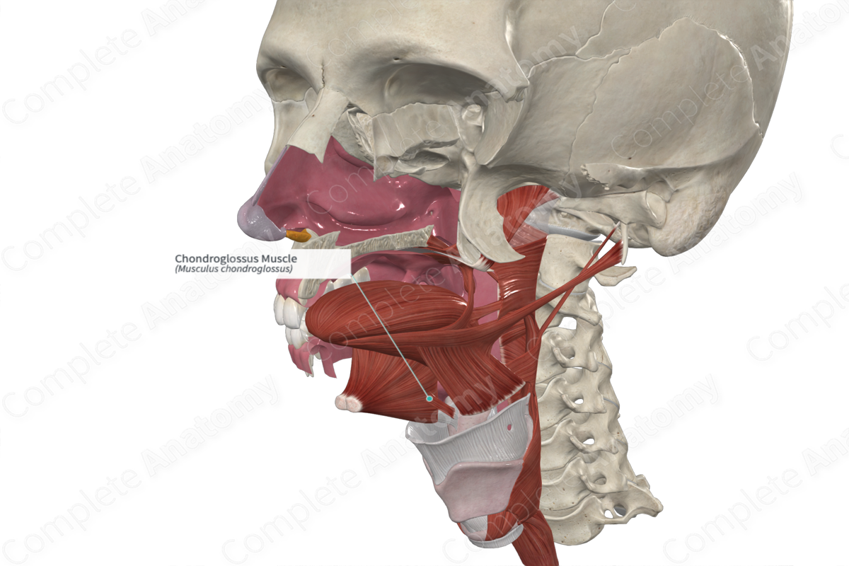 Chondroglossus Muscle | Complete Anatomy