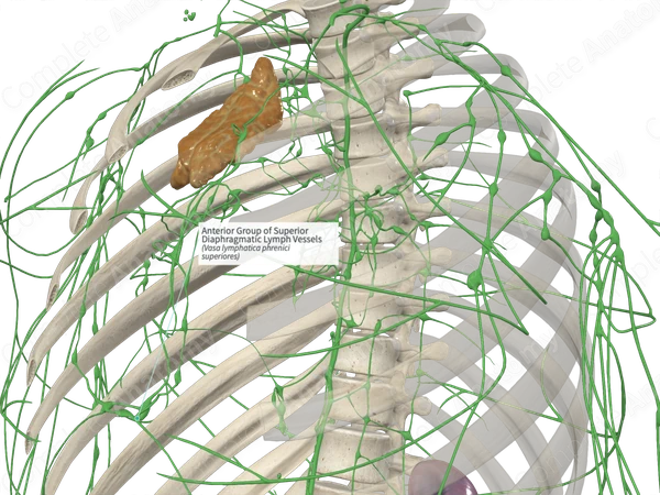 Anterior Group of Superior Diaphragmatic Lymph Vessels