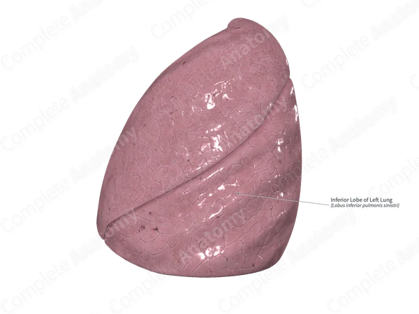 Inferior Lobe of Left Lung