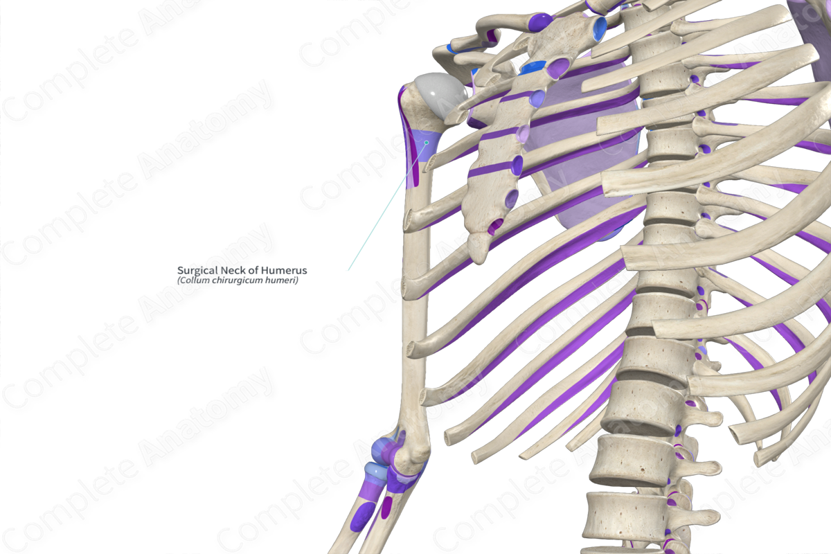 Surgical Neck of Humerus