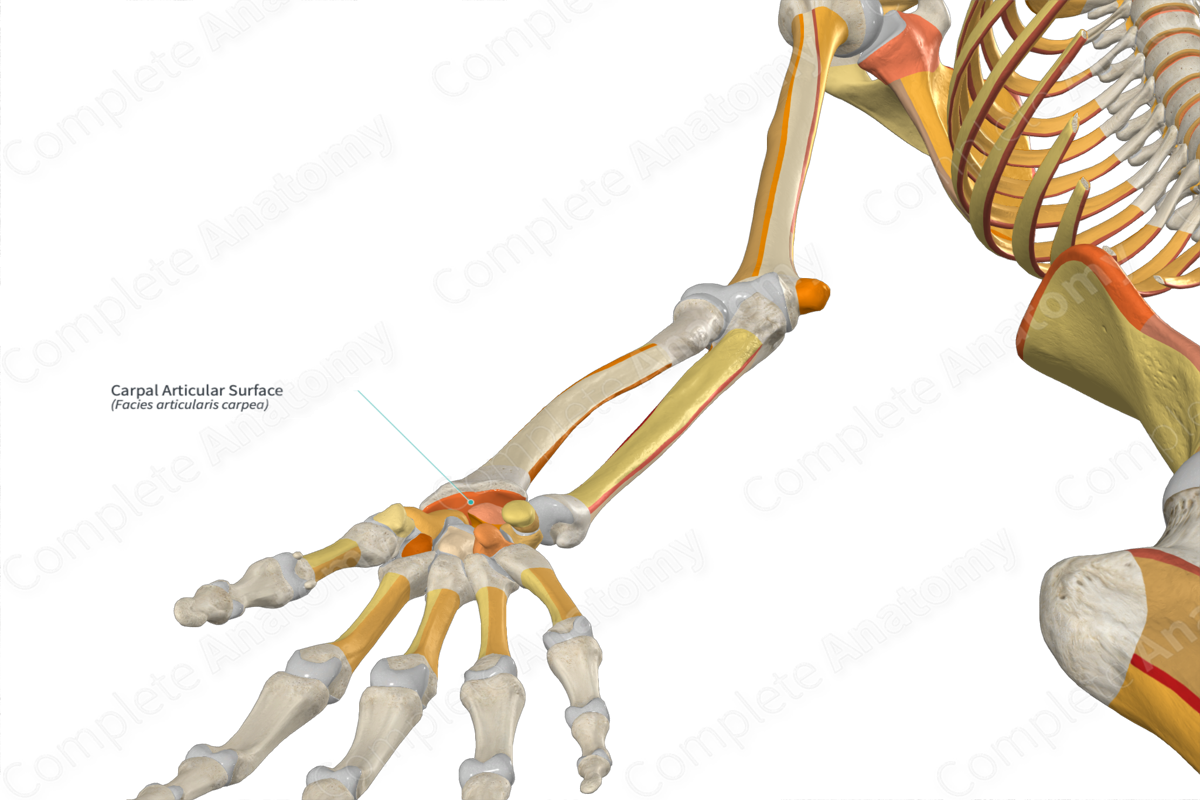 Carpal Articular Surface Complete Anatomy