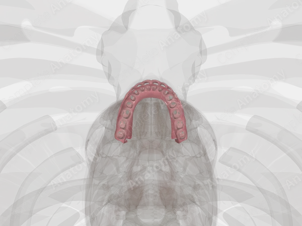 Gingivae