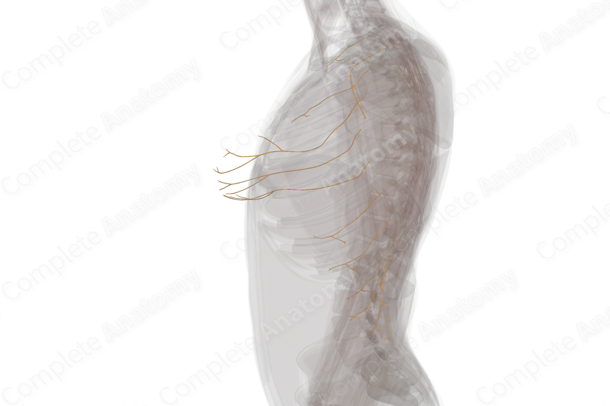 Lateral Cutaneous Branches of Intercostal Nerves (Left)