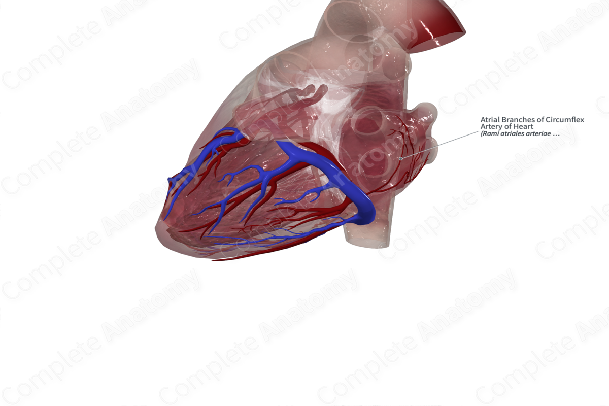 Atrial Branches of Circumflex Artery of Heart