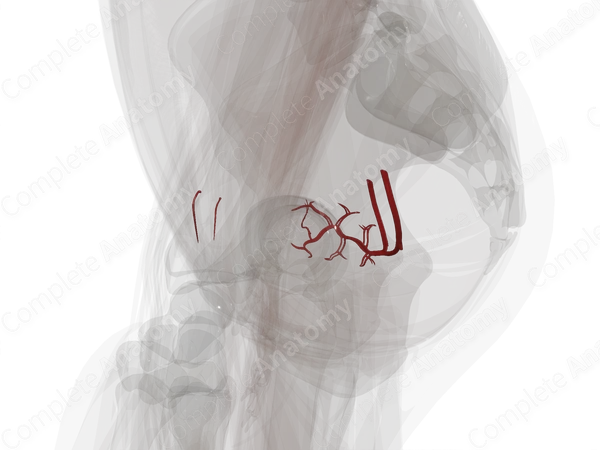 Arteries of Uterus