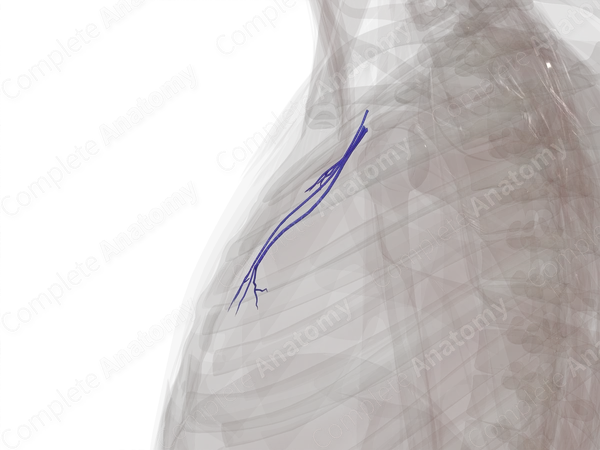 Veins of Mediastinum