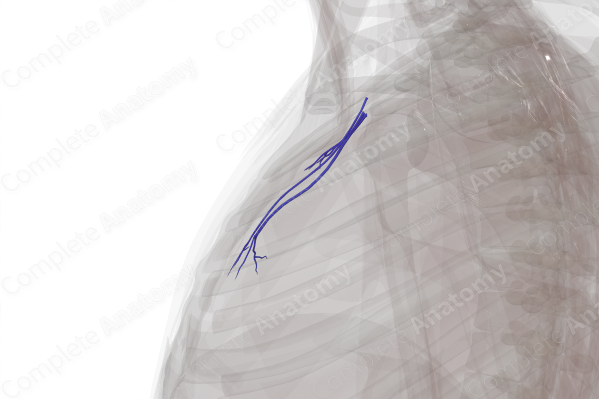 Veins of Mediastinum