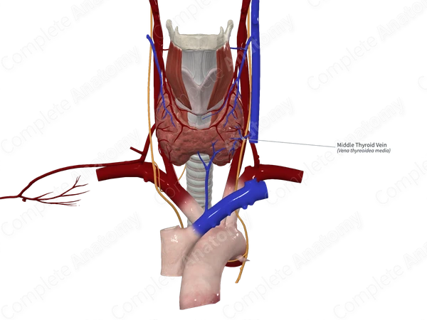Middle Thyroid Vein