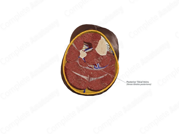 Posterior Tibial Veins 
