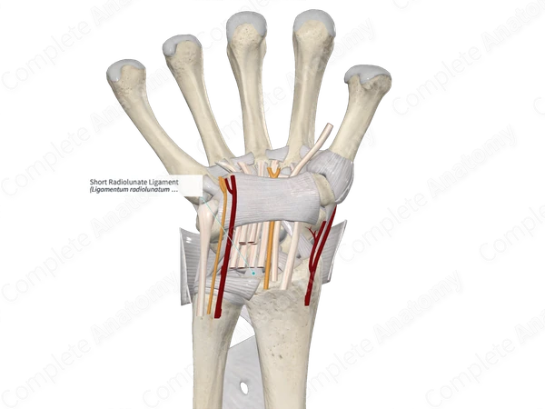 Short Radiolunate Ligament 