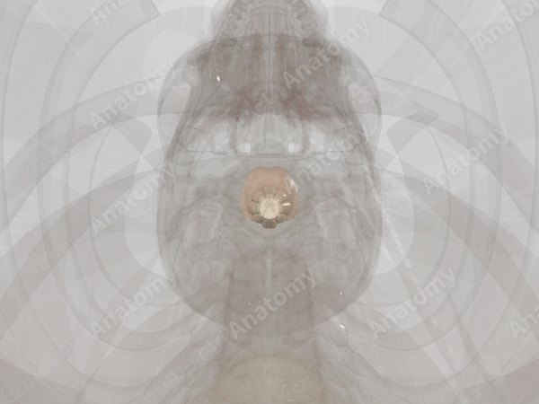 Brainstem