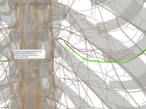 Anterior Cutaneous Branch of Sixth Intercostal Nerve (Right)