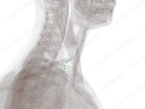 Deep Anterior Cervical Nodes (Left)