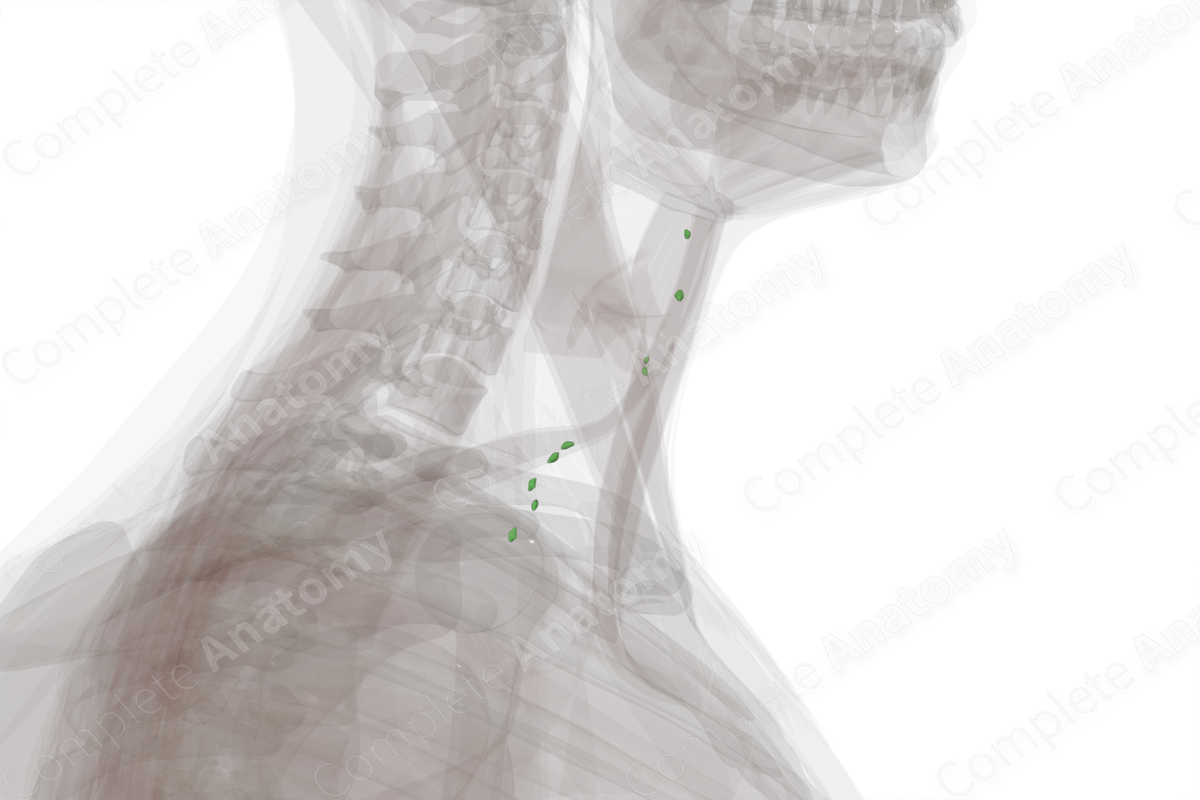 Deep Anterior Cervical Nodes (Left)