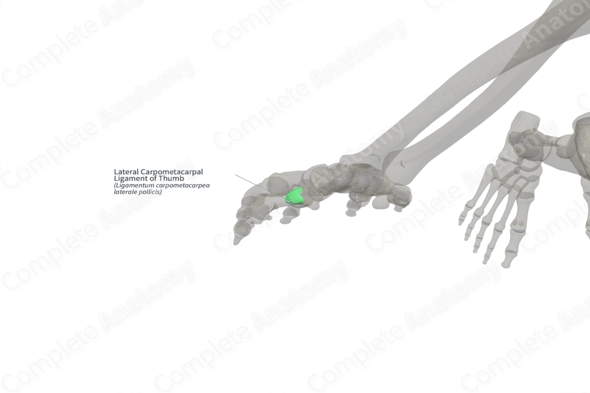 Lateral Carpometacarpal Ligament of Thumb (Right)