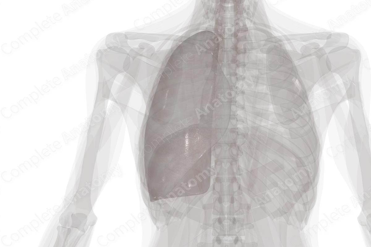 Parietal Pleura (Right Lung)
