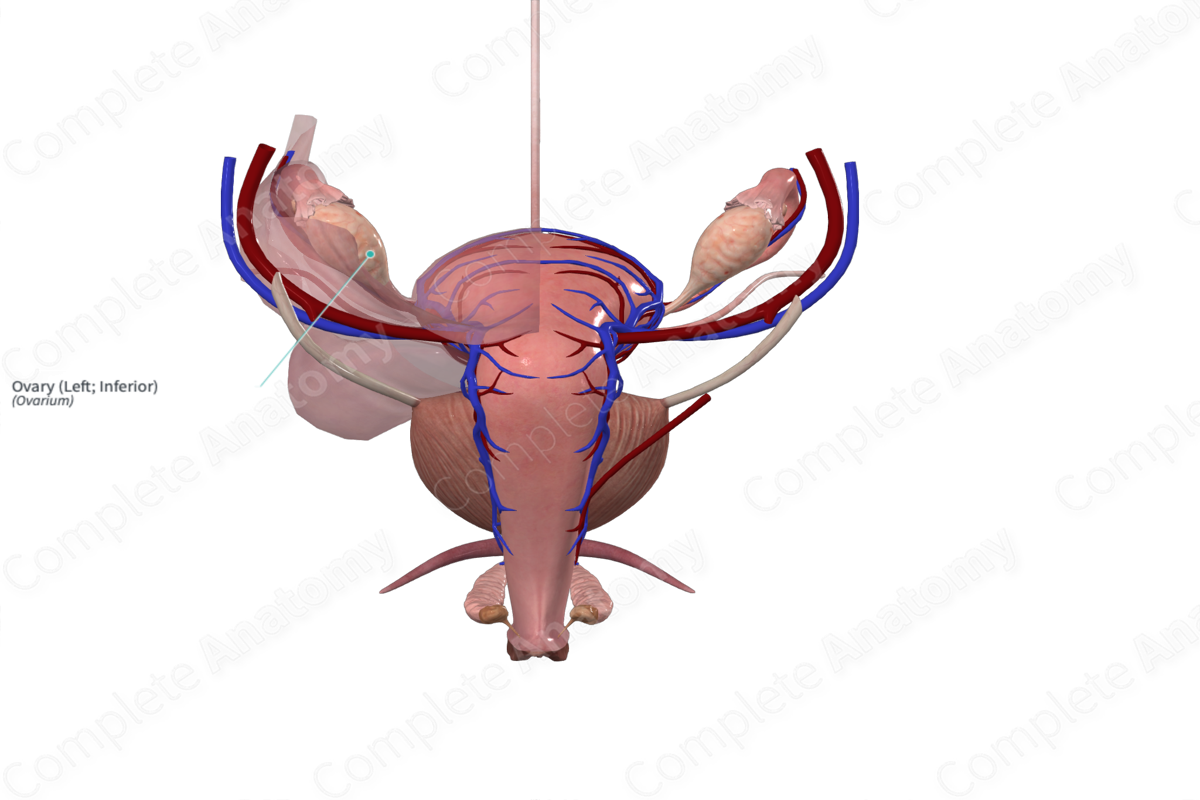 Ovary (Left; Inferior)