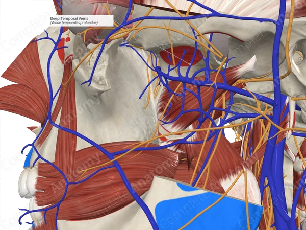 Deep Temporal Veins