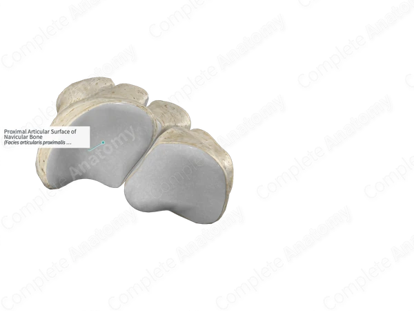 Proximal Articular Surface of Navicular Bone