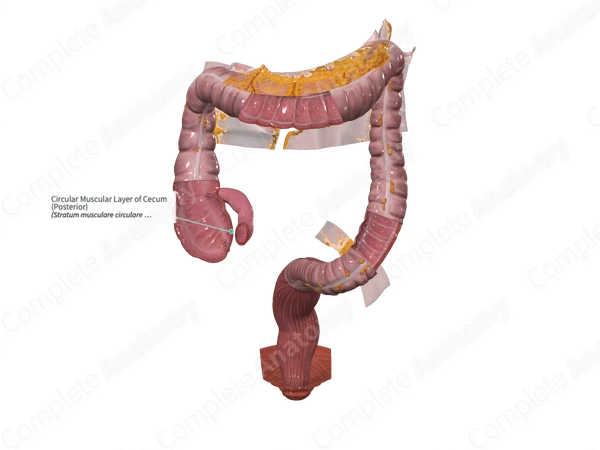 Circular Muscular Layer of Cecum (Posterior)