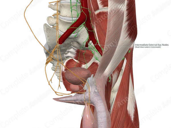 Intermediate External Iliac Nodes 