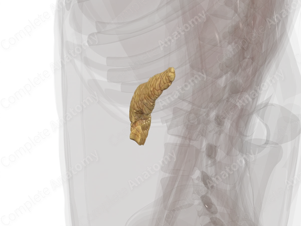 Pancreas
