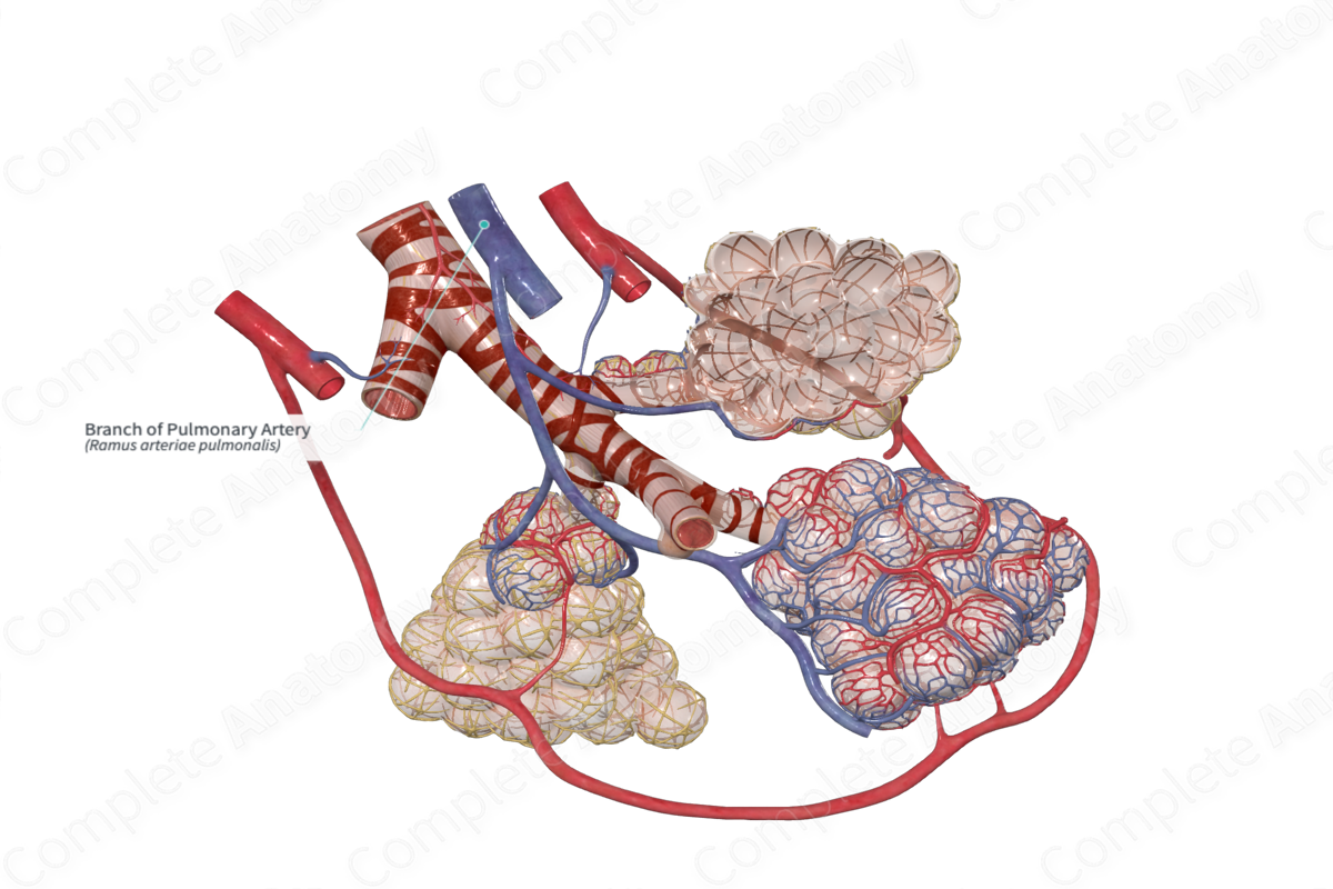 Branch of Pulmonary Artery