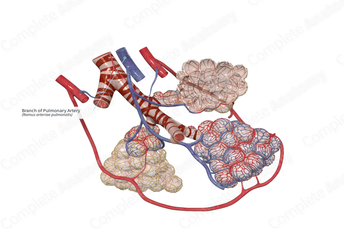 Branch of Pulmonary Artery | Complete Anatomy