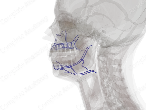 Veins of Oral Cavity