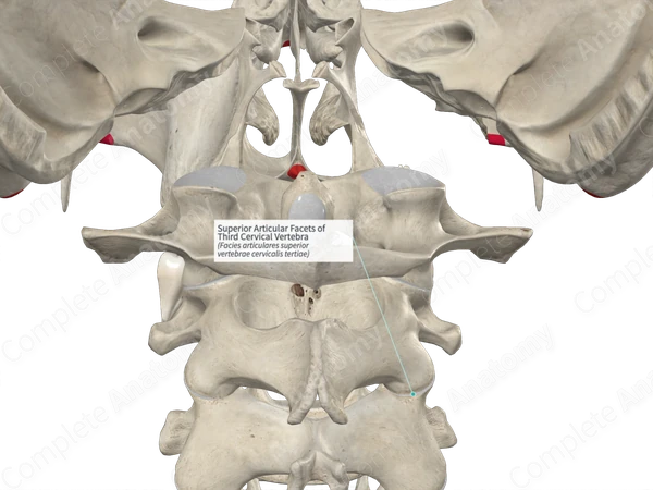 Superior Articular Facets of Third Cervical Vertebra