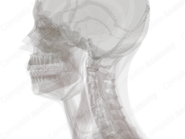 Lateral Atlantoaxial Joint