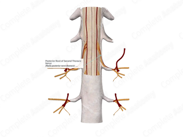 Posterior Root of Second Thoracic Nerve