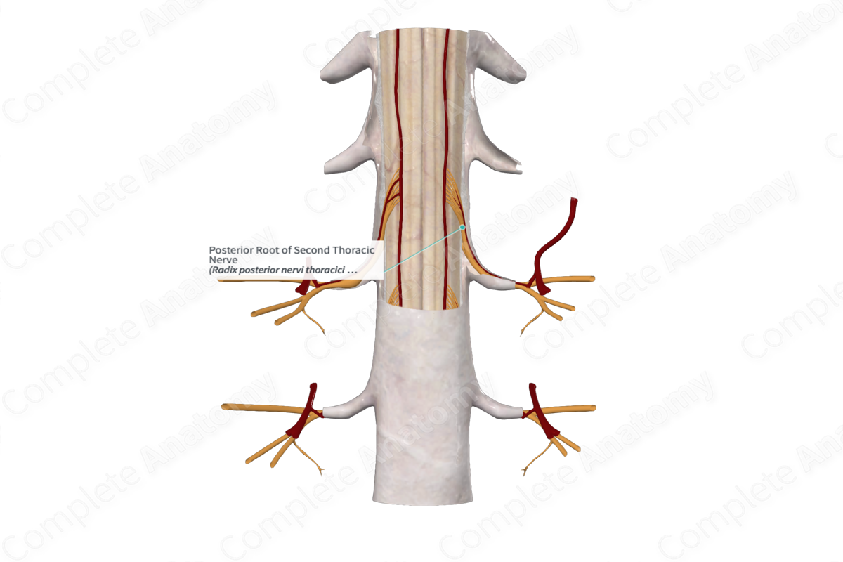 Posterior Root of Second Thoracic Nerve 