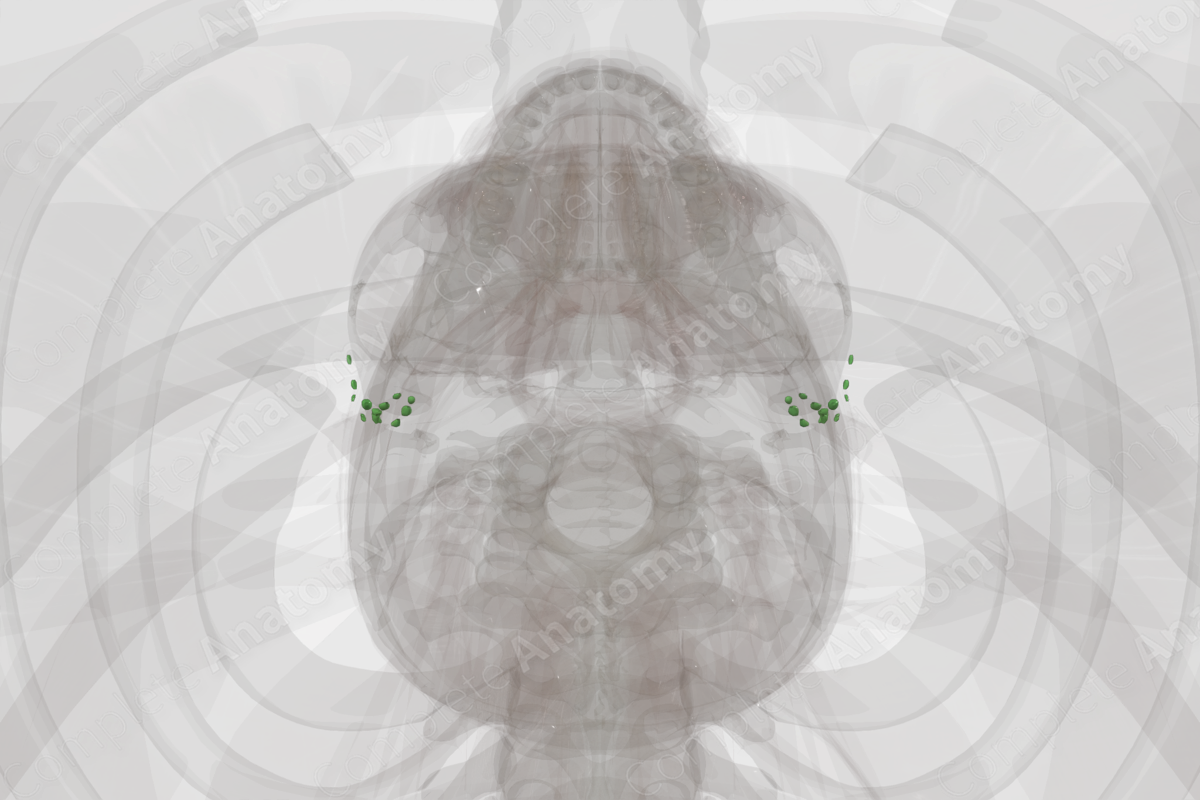 Parotid Nodes