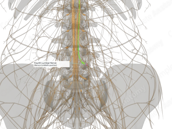 Fourth Lumbar Nerve (Left)