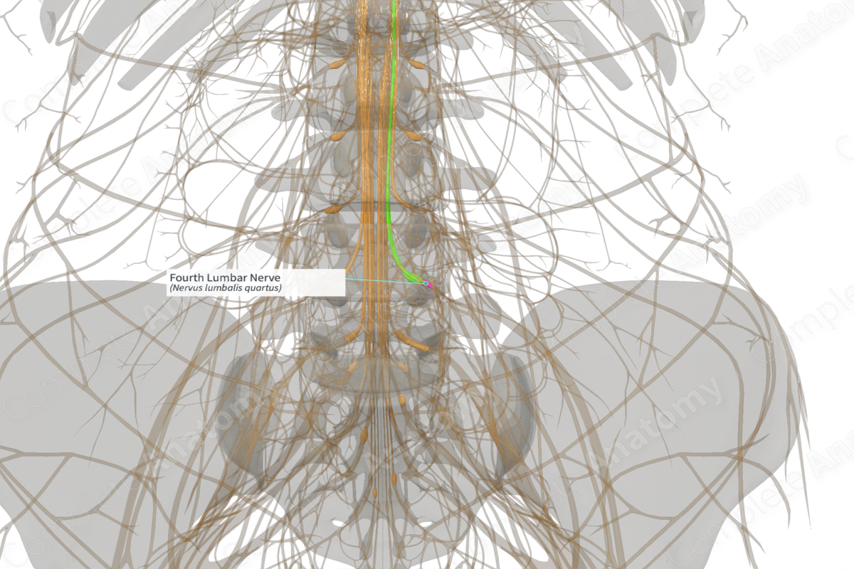 Fourth Lumbar Nerve (Left)