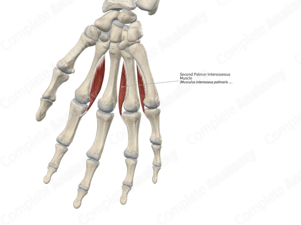 Second Palmar Interosseous Muscle 