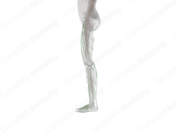 Lymph Vessels of Lower Limb (Left)